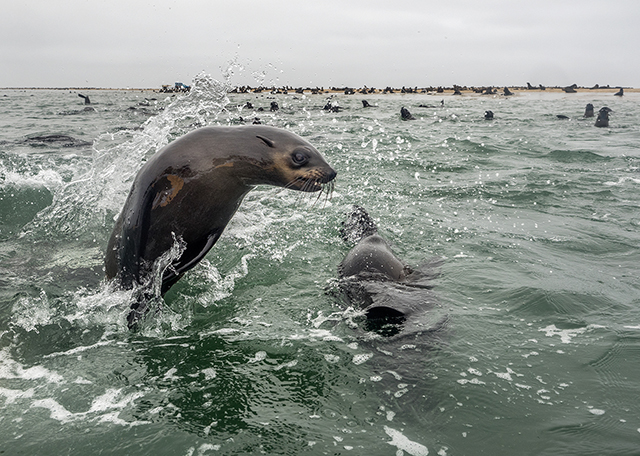 Sea lions, Walvis Bay Oly E-M1 12-40mm f2.8