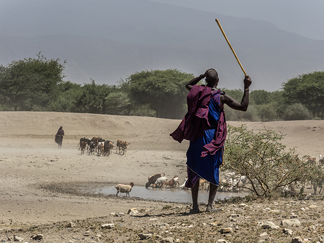 Maasai and cattle    Oly E-M1  40-150mm f2.8