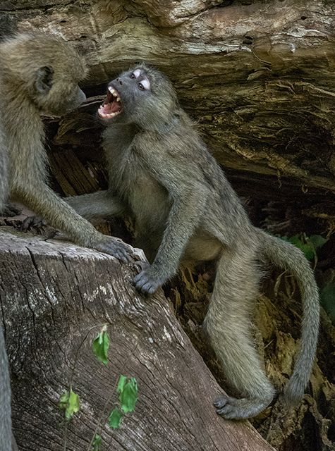 Baboons, Lake Manyara National Park  Oly E-M1 40-150mm f2.8