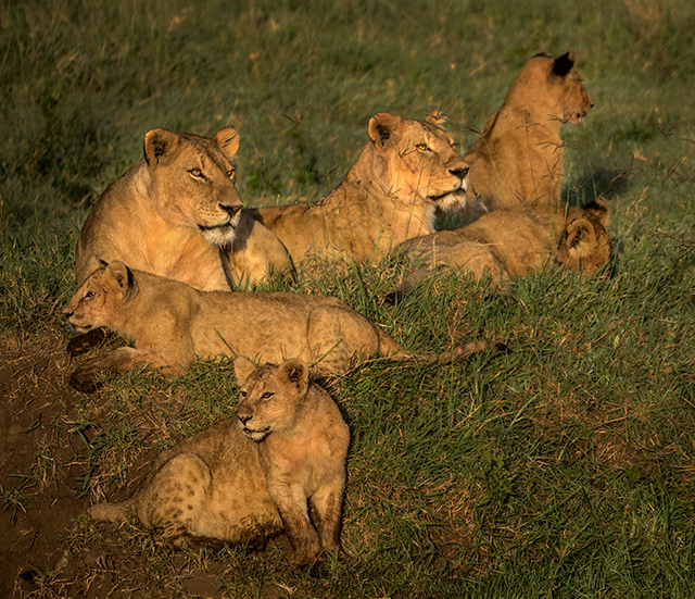 A pride of lions in Ngorongoro Crater     Olympus E-M1   75-300mm 