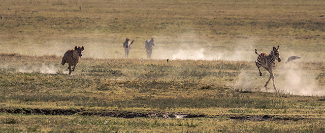 Hyena attempting zebra   Oly E-M1   75-300mm