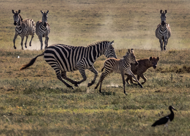 4 of hyena pursuing zebra  
