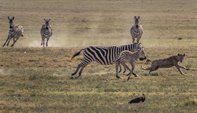 3 of hyena pursuing zebra        