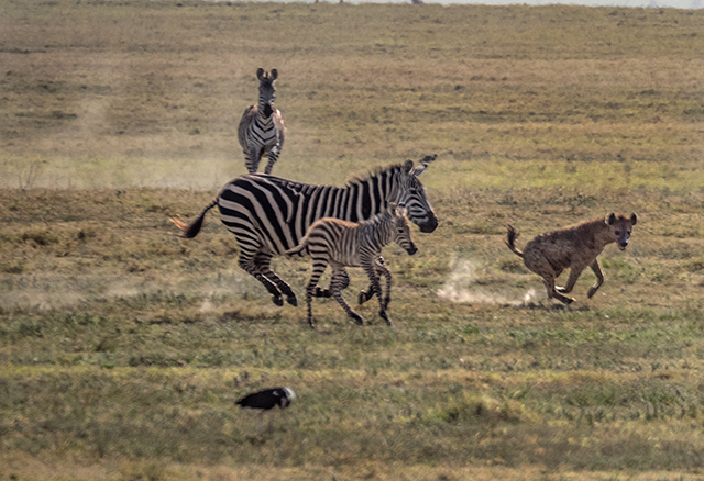 2 of Hyena pursuing zebra  Oly e-M1 75-300mm
