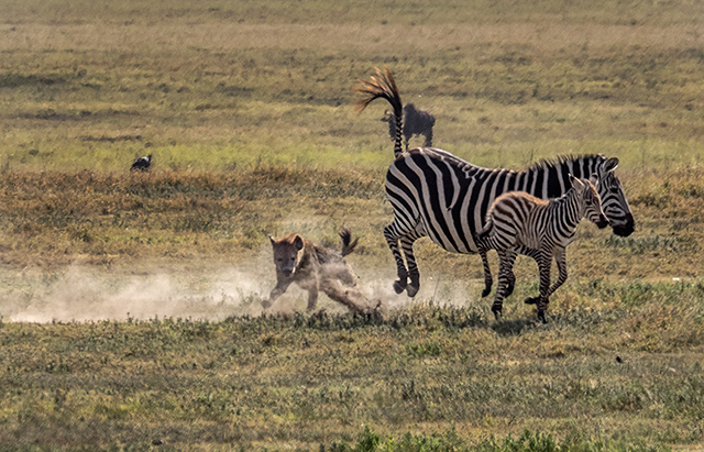 5 of hyena pursuing zebra  