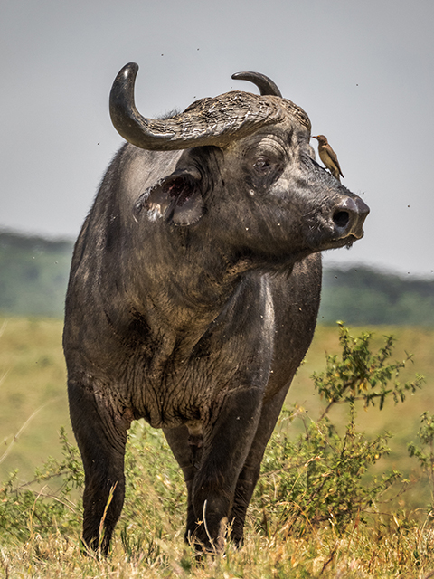 Cape Buffalo with tick bird    Olympus E-M1   40-150mm f2.8 w1.4 adapter