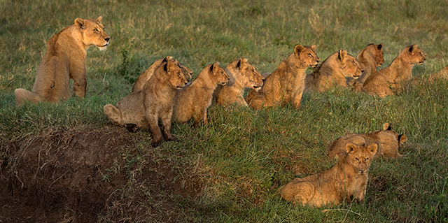 Early morning, Ngorongoro Crater   Oly E-M1  75-300mm