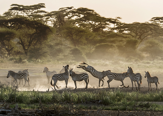 Another zebra altercation    Oly E-M1  40-150mm f2.8