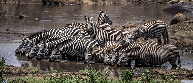 Zebra, Serengeti   Oly E-M1 40-150mm f2.8