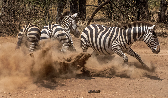 Zebra altercation    Oly E-M1 40-150 f2.8 w/1.4 converter