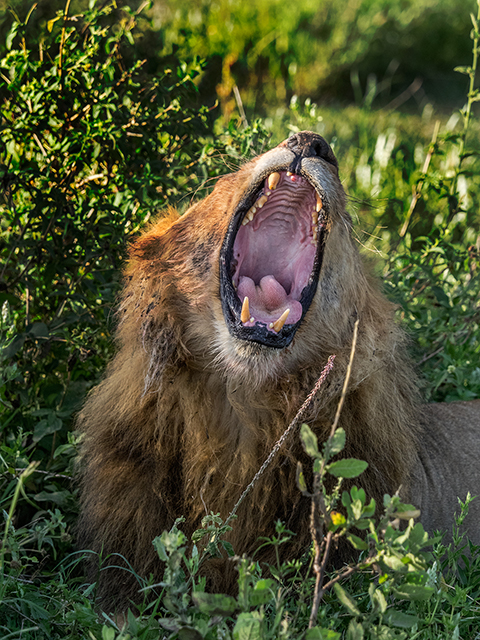 early morning lion  Oly E-M1  40-150mm f2.8