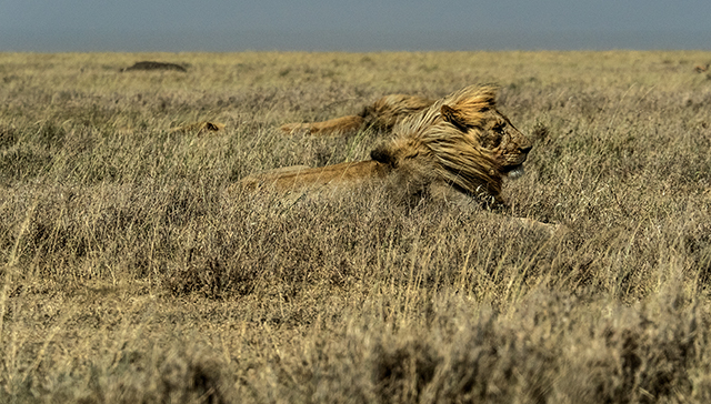 Male lion in Serengeti   Olympus E-M1  40-150mm f2.8 w/1.4 converter