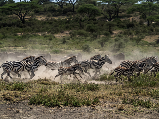 Zebras/Wildebeast   Oly E-M1   40-150mm f2.8