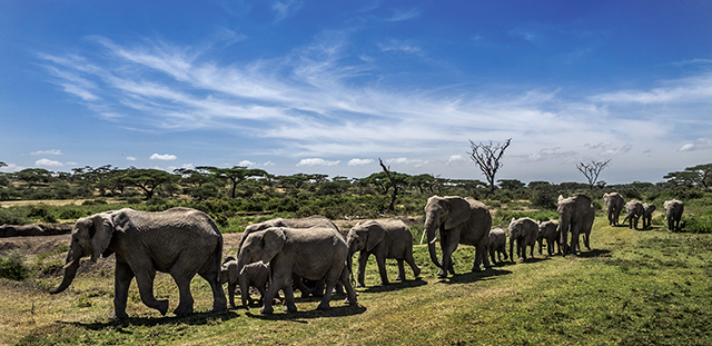 Elephants near Lake Masek