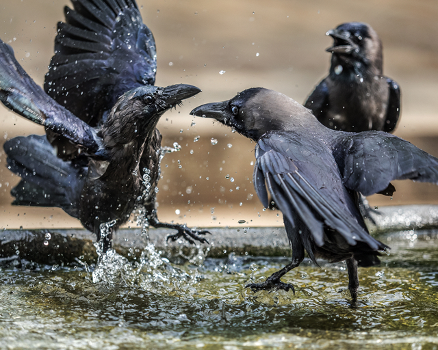 Crows battling over water, Galle, Sri Lanka     E-M1  40-150mm