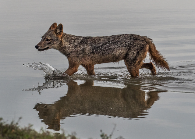 Jackal in Yala National Park   E-M1  40-150mm