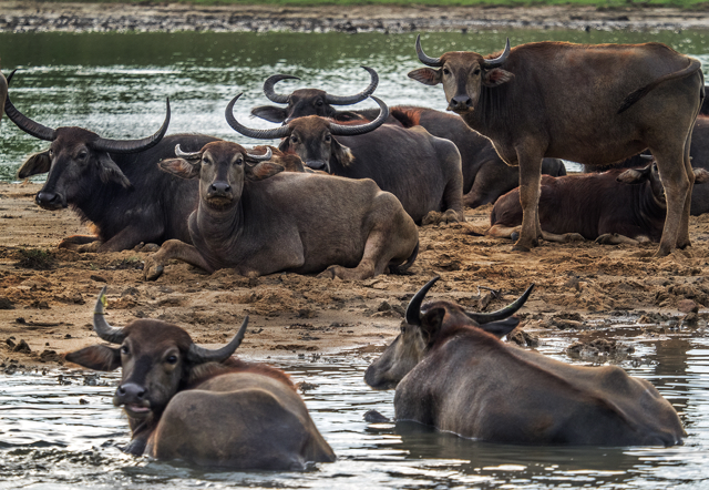 Water buffalo, Yala National Park, Sri Lanka  E-M1 40-150mm