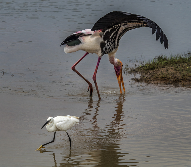 birdlife, Yala National Park, Sri Lanka E-M1 40-150mm