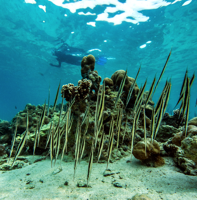 Pipe fish, Sabang, Pulau Weh, Indonesia  E-M5 PT-EPO8 housing  7-14mm