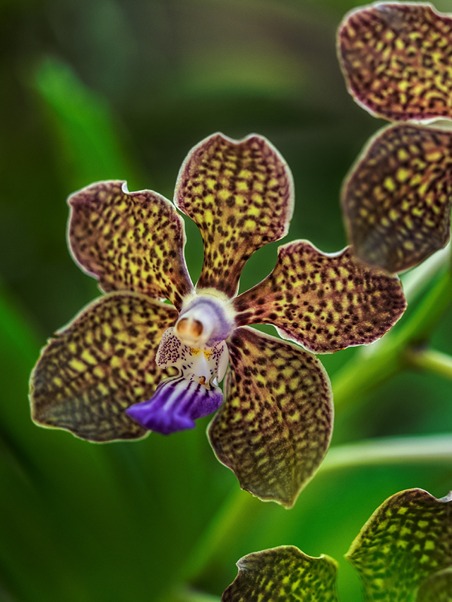 Orchid in Singapore    E-M1 12-40mm