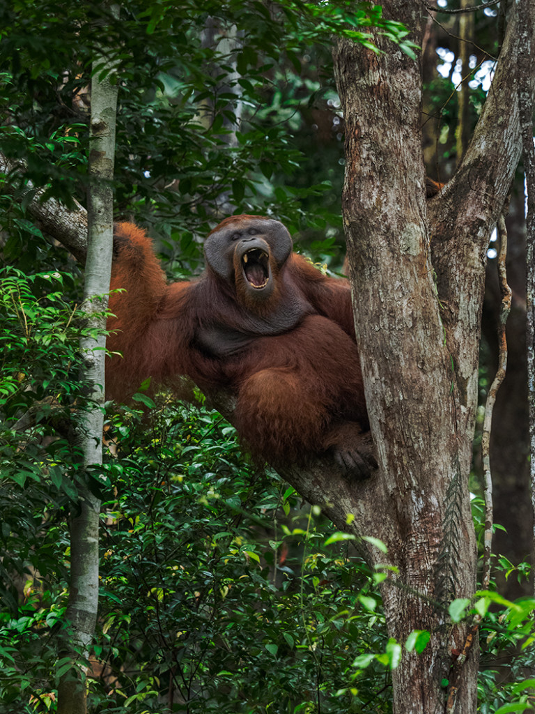 Orangutan near Dr. Biruté Mary Galdikas' Orangutan Foundation center   E-M1 40-150mm