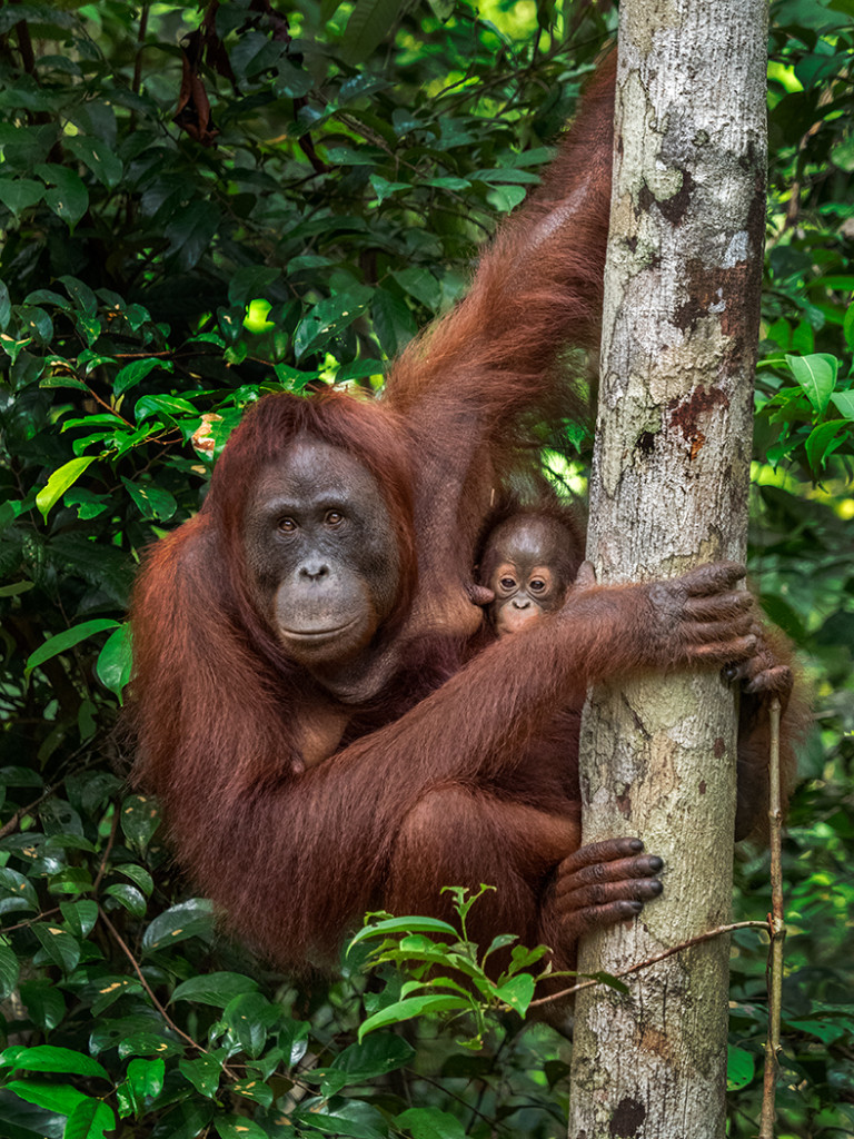 Orangutan near Dr. Biruté Mary Galdikas' Orangutan Foundation center   E-M1 40-150mm