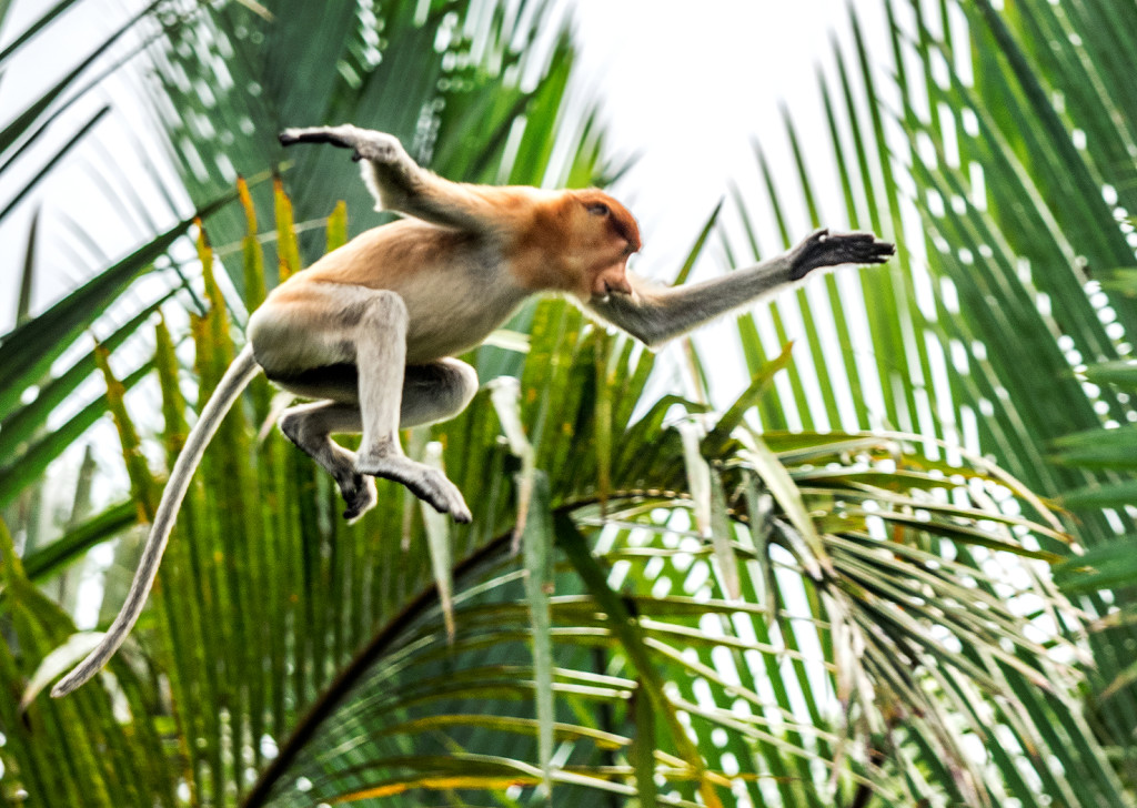 Probobscis monkey, Sekonyer River   E-M1 40-150mm