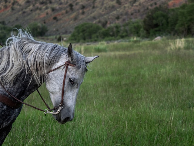 Afternoon shoot in upper pasture at CM