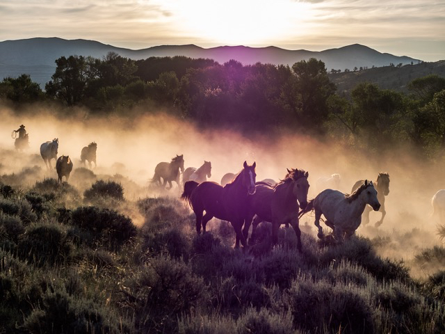 Boneyard, CM Ranch, first morning....Oly E-M1   40-150mm f2.8