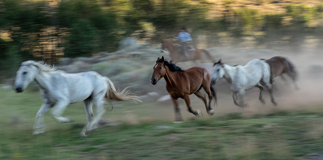 Horses running by my cabin  Olympus E-M1 40-150 Pro lens