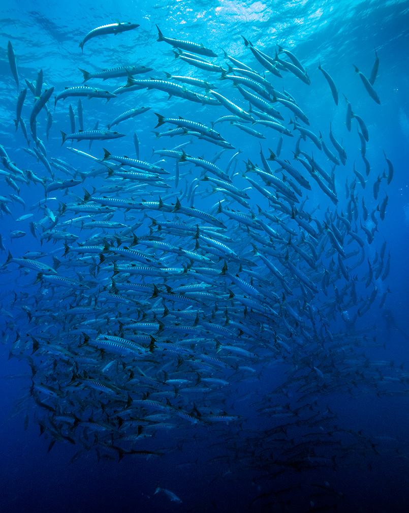 Diving on Rangiroa Atoll, a school of Barracuda Olympus E-M1 7-14mm Pro lens UW Housing