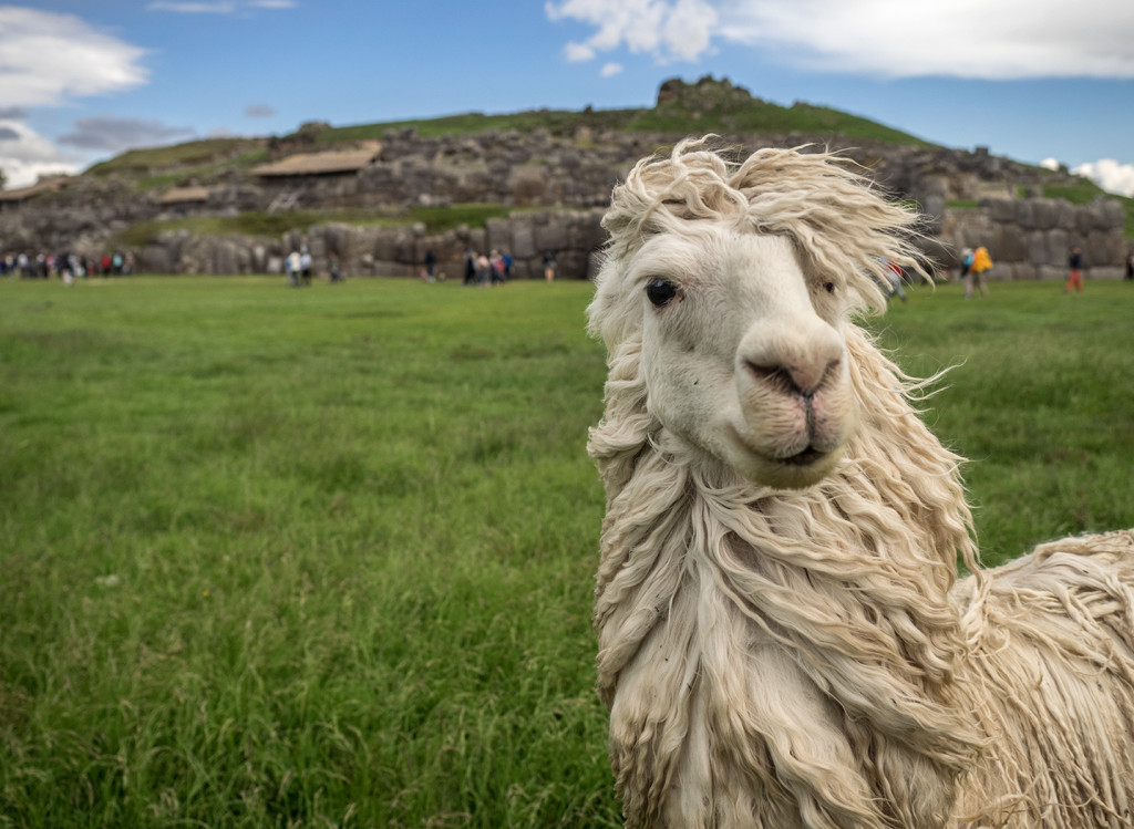 Llama at Incan site of Saksaywaman, near Cusco, Peru E-M1 12-40mm