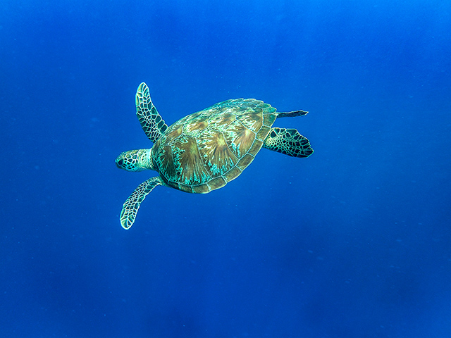 Sea turtle, Great Barrier Reef, Australia Olympus TG-4