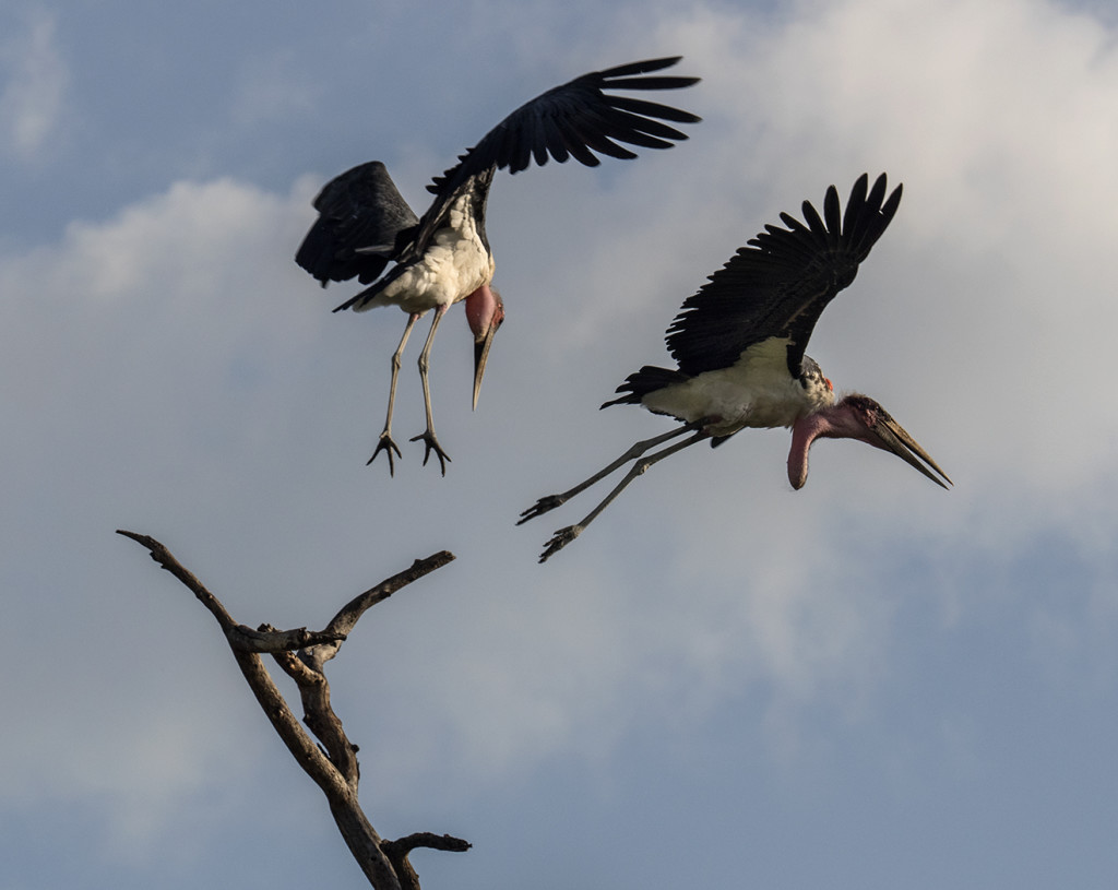 Marabou storks in Serengeti E-M1 40-150mm w/ 14. converter