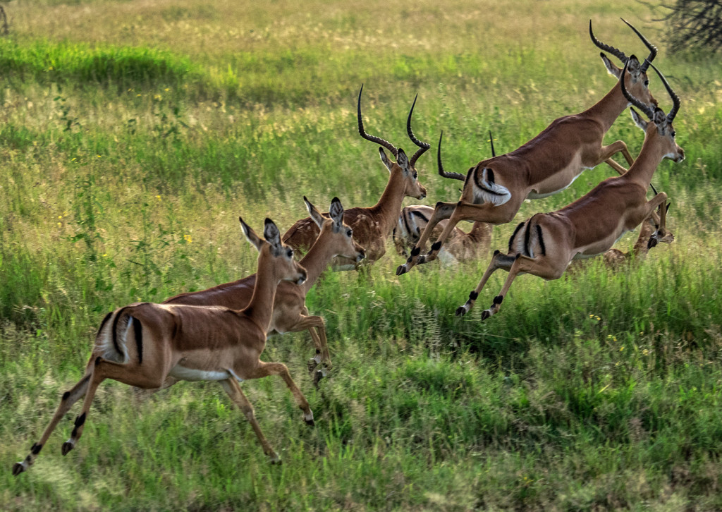 Wildlife in the Serengeti E-M1 40-150mm Pro lens