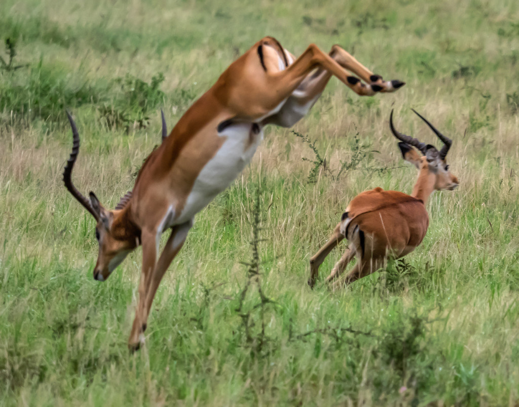 Impala reacting to noise in Serengeti, Tanzania E-M1 40-150mm Pro lens