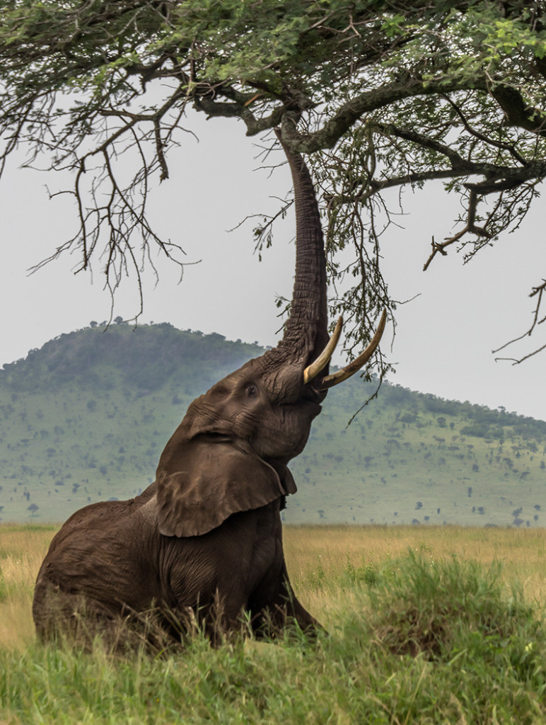 Elephant feeding in the Serengeti E-M1 40-150mm w/1.4 converter