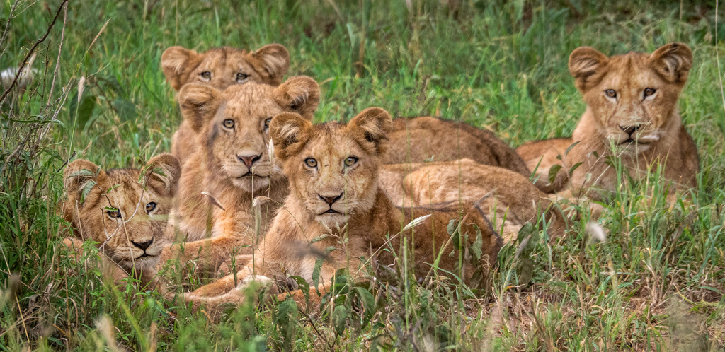 Serengeti lion pride cubs E-M1 75-300mm 