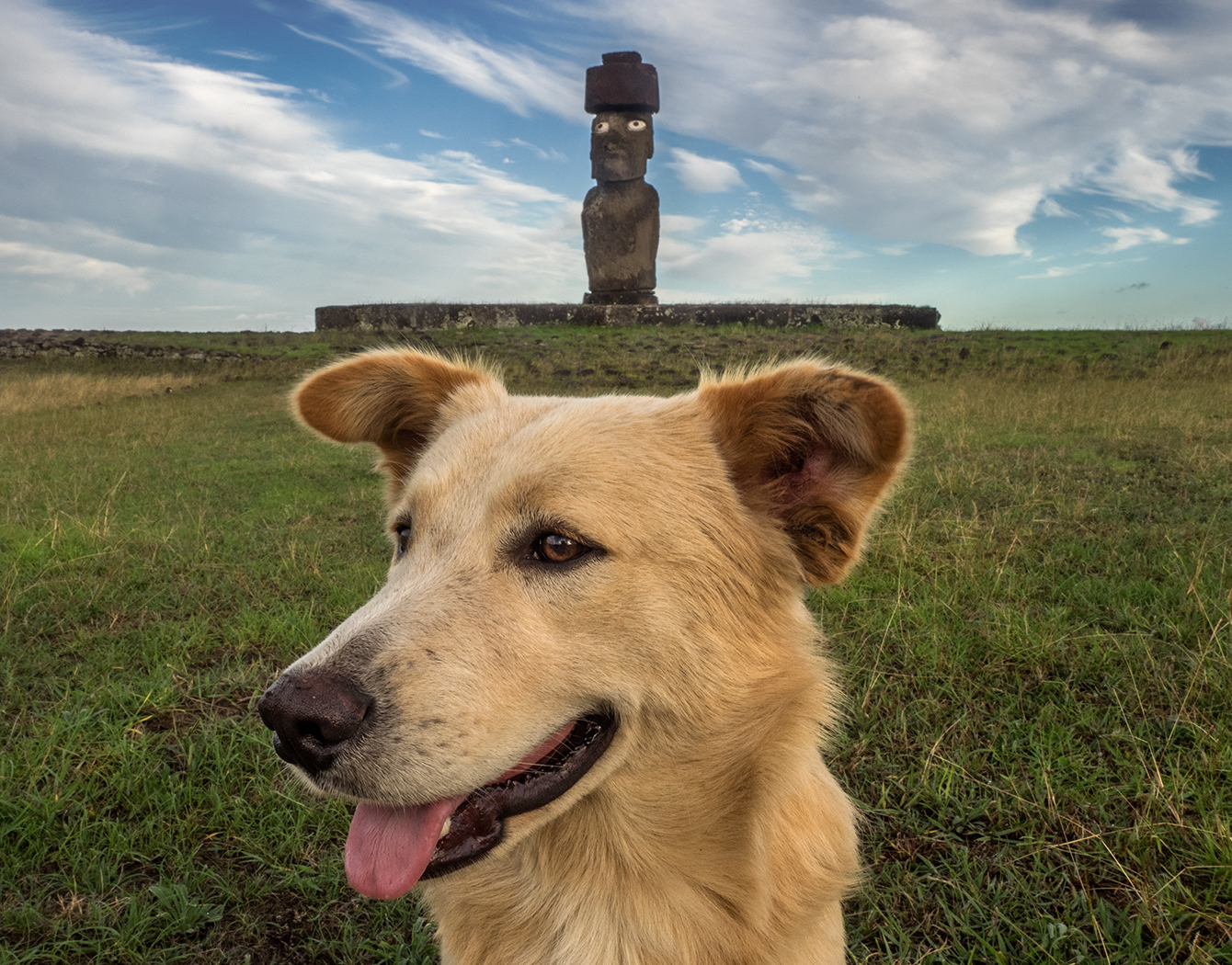 Moai heads of Tahai near Hanga Roa and one of the canine residents