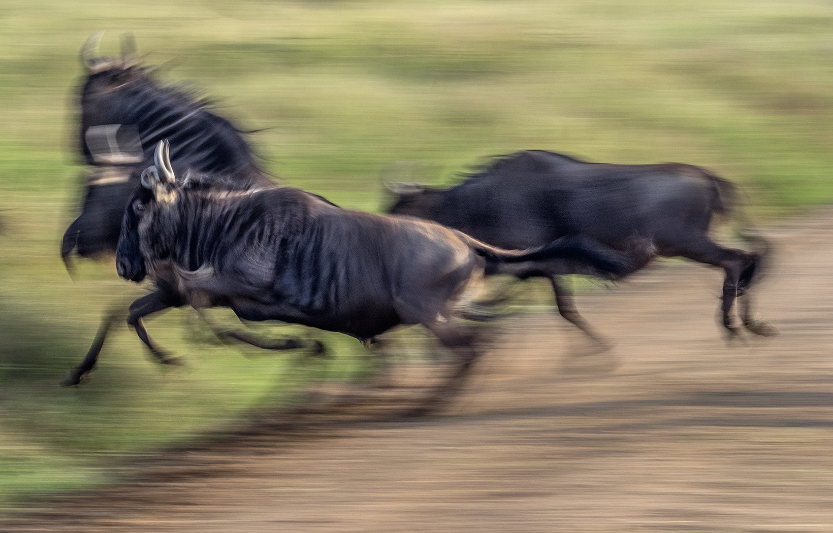 Wildebeest migration, Serengeti, Tanzania