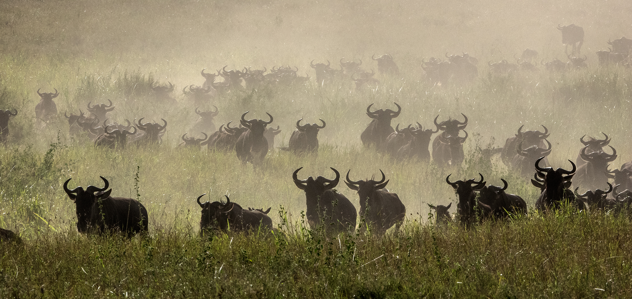 Wildbeest migration in the Serengeti of Tanzania