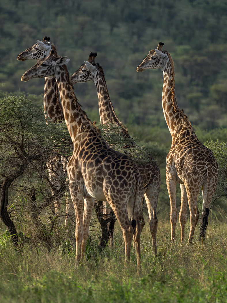 Maasai giraffe, Serengeti, Tanzania