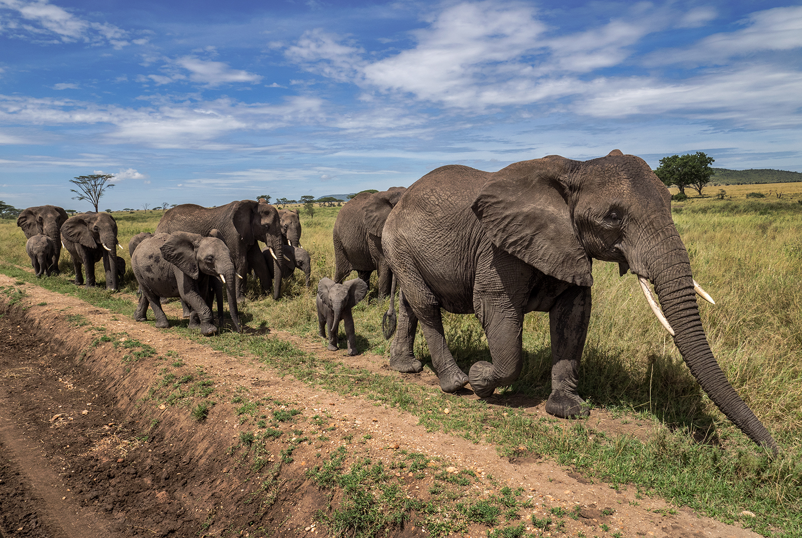 Elephant travel, Serengeti, Tanzania