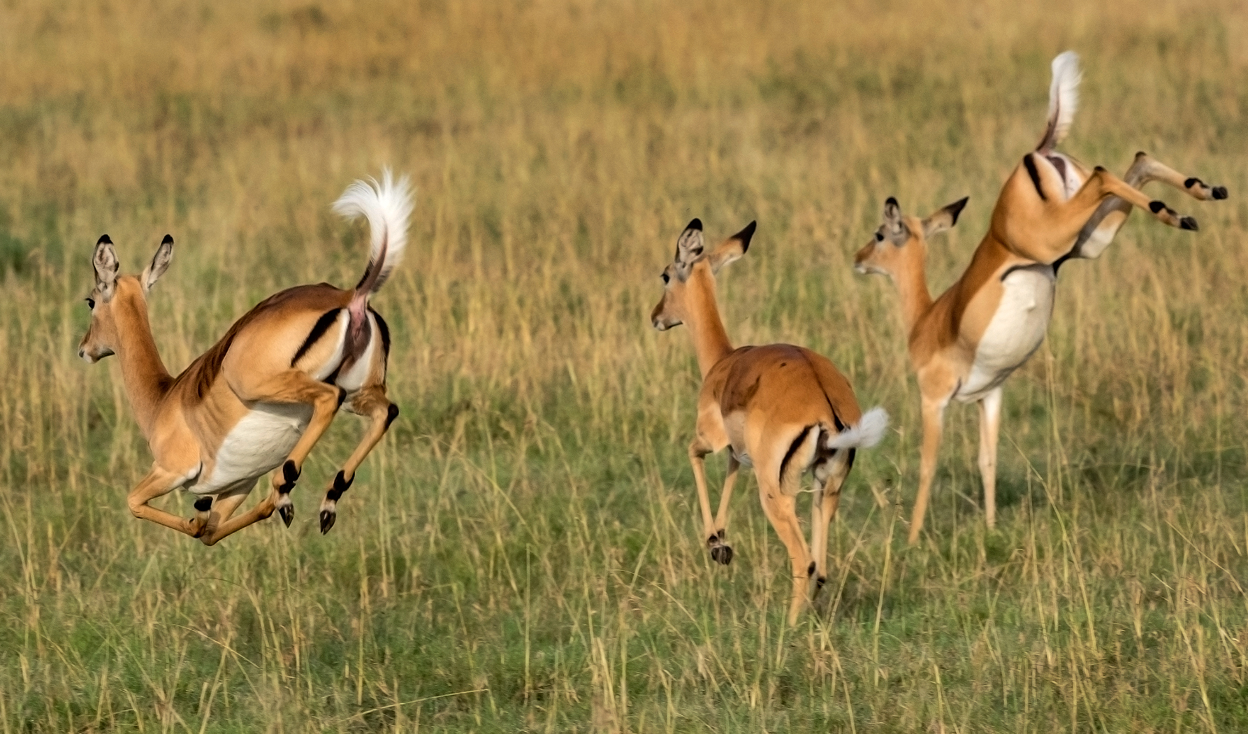 Impala, Serengeti, Tanzania