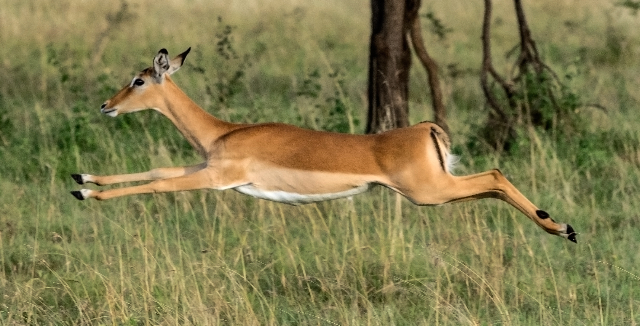 Impala, Serengeti, Tanzania