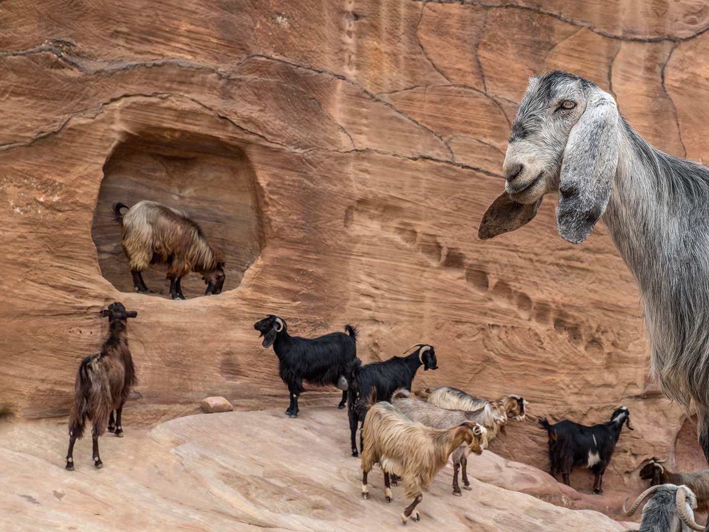 Petra, Jordan-goat herd near the Monastery