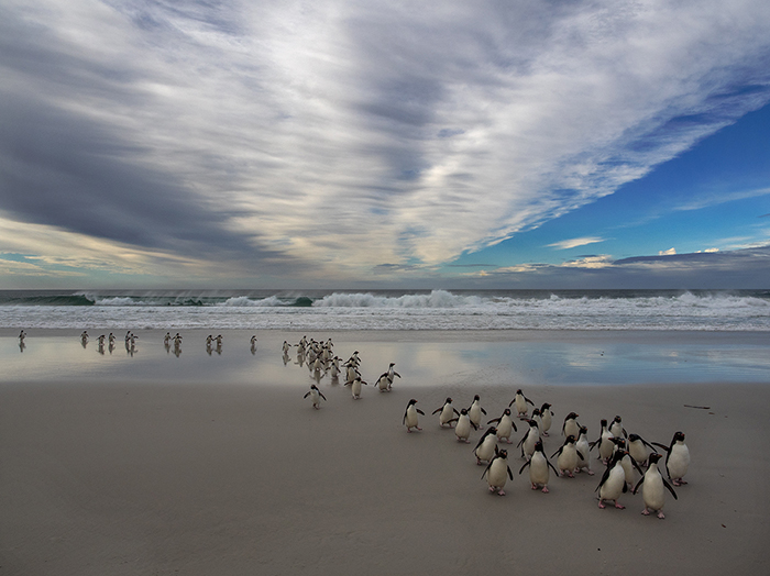 Saunders Island, Falklands (Malvinas) E-M1 12-40mm