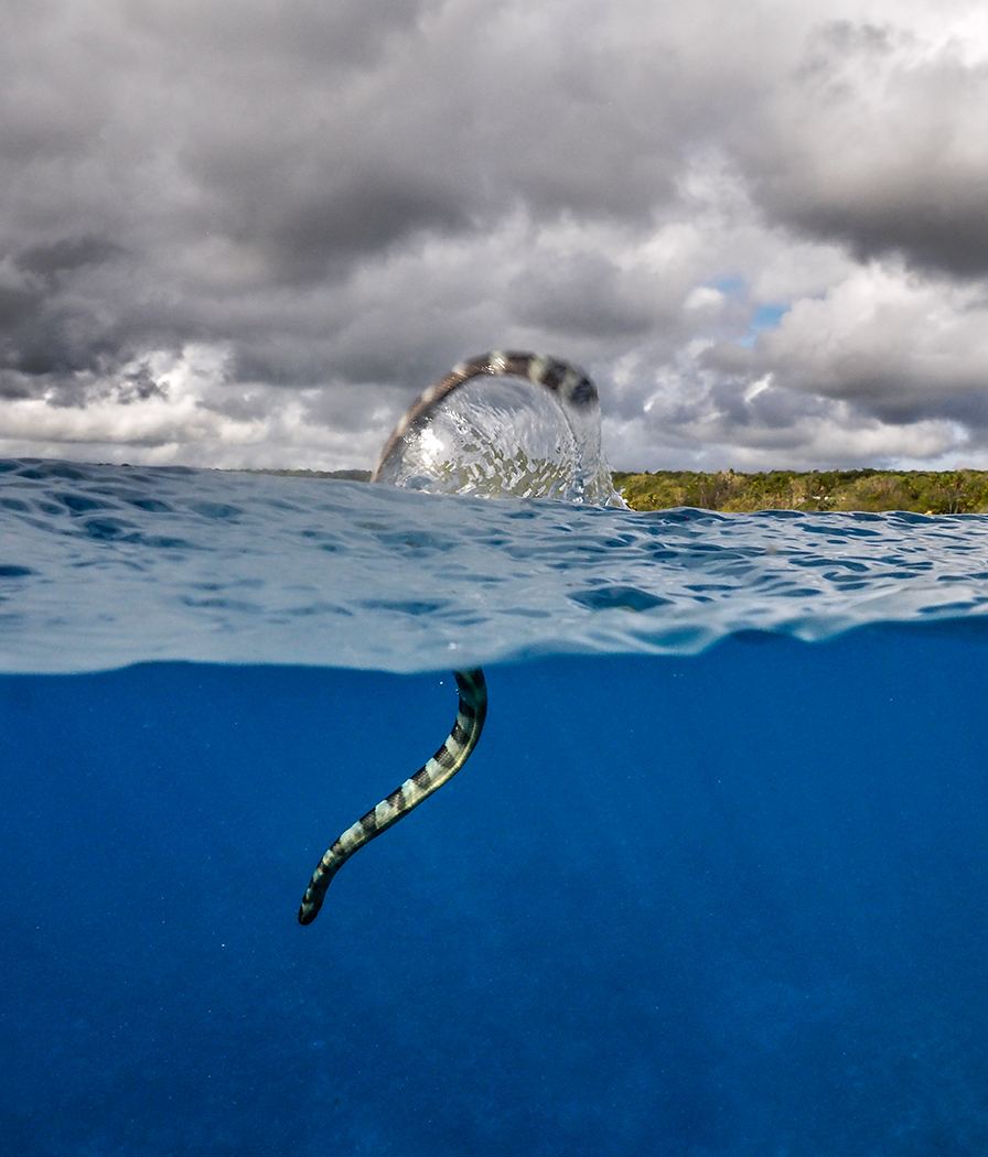 Banded sea krait, Niue, South Pacific Olympus E-M1, 7-14mm f2.8