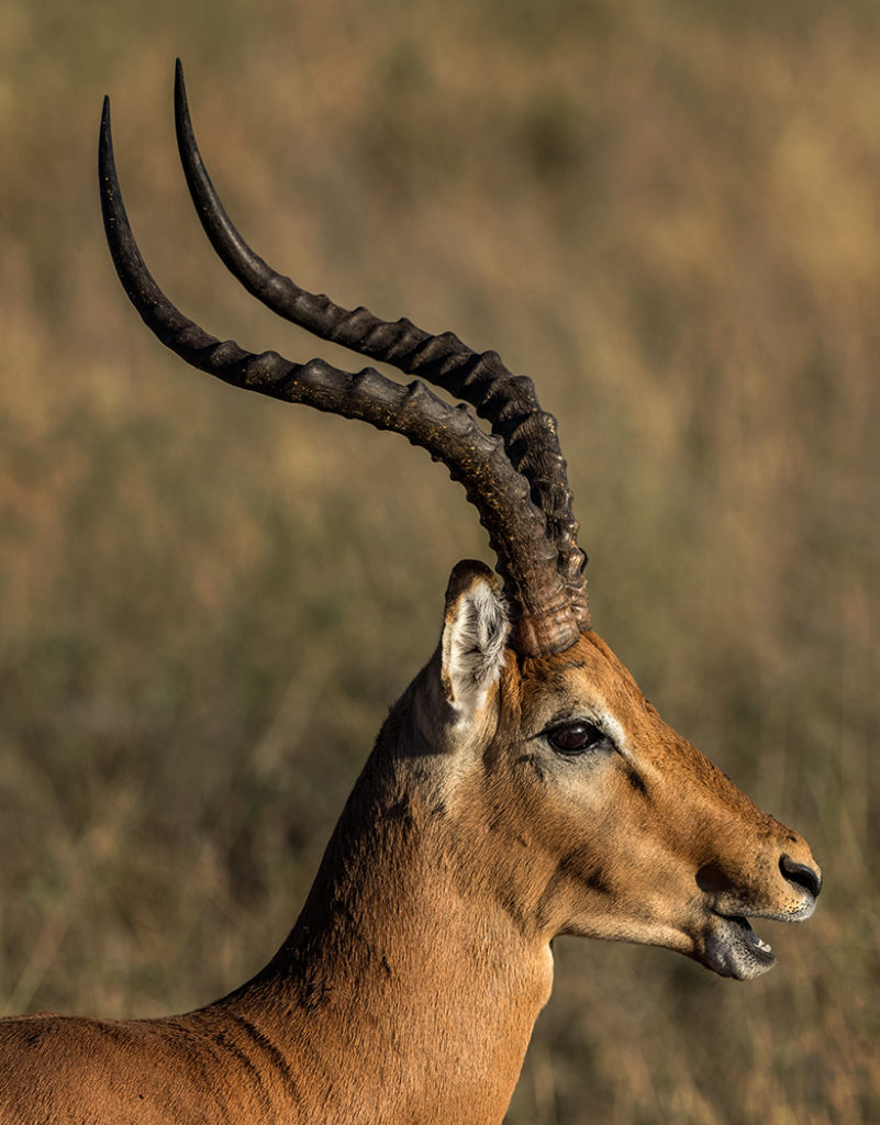 Impala, Chobe National Park E-M1 300mm f4