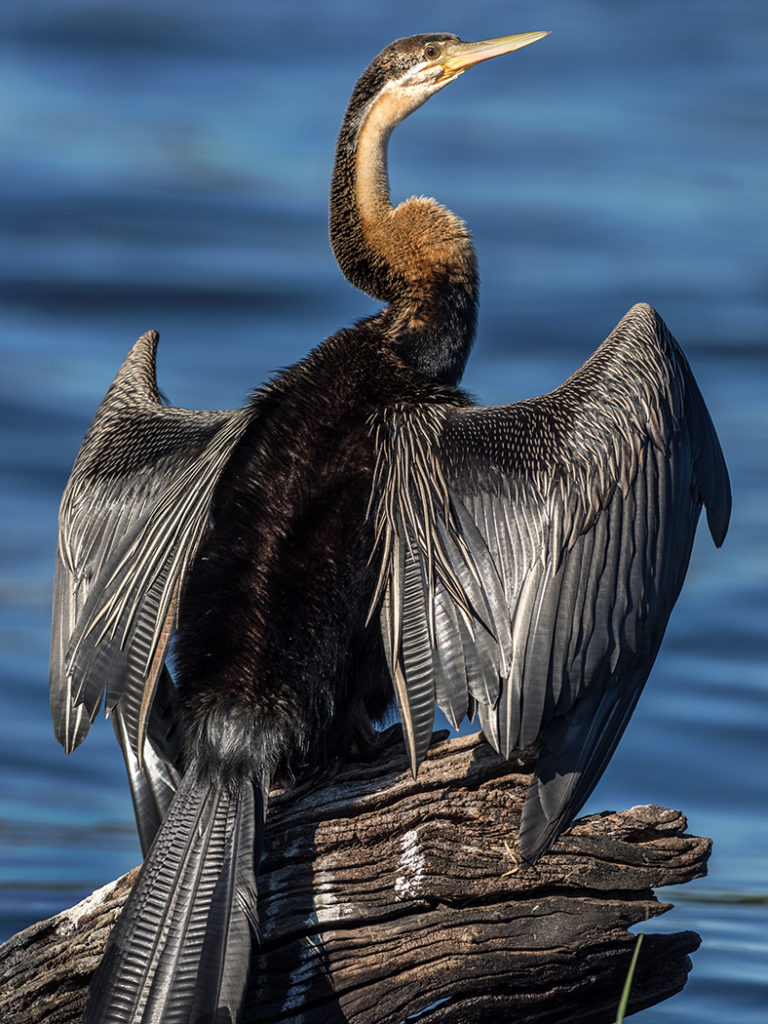 anhinga (Anhinga anhinga), sometimes called snakebird, on Chobe River, Botswana E-M1 300mm f4